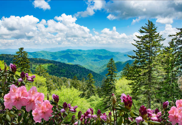 Beautiful azaleas blooming in North Carolina mountains. Beautiful azaleas blooming in mountains. Green hills,meadows and sky in the background. Summer mountain landscape. Near Asheville ,Blue Ridge Mountains, North Carolina, USA. blue ridge parkway stock pictures, royalty-free photos & images