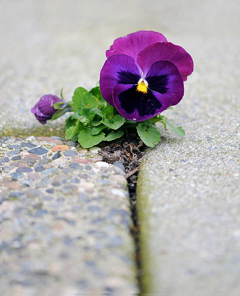 gelegenheit und not purple blühenden pflanzen in concret loch - concret stock-fotos und bilder