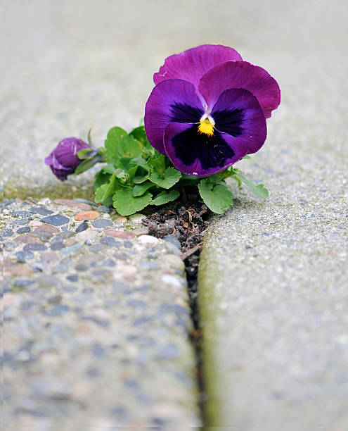 oportunidade e provação de roxo angiospermas em concret buraco - concret imagens e fotografias de stock