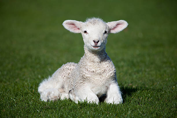 istock A cute little white lamb laying in the grass 115723539