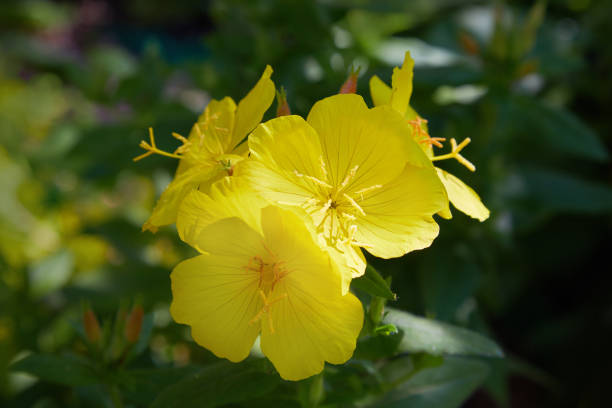 Oenothera speciosa