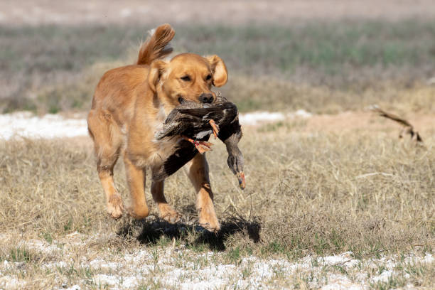 Golden Retriever during a hunt retriever test