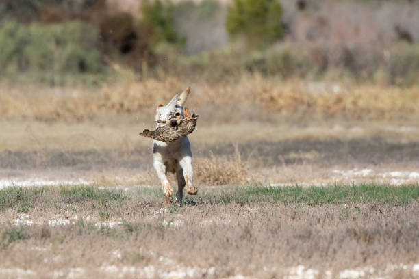 istock Labrador retriever during a hunt field test 1157239915