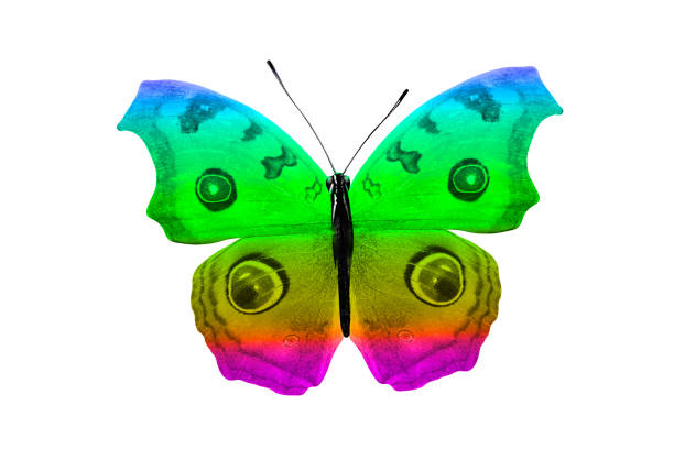 istock butterfly isolated on white background. colorful insect. close-up 1157243336