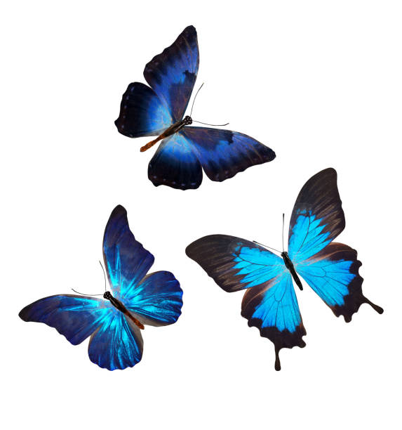 istock flock of blue butterflies isolated on white 1157243949