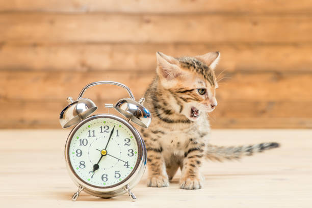 istock Bengal breed kitten and a retro alarm clock that shows 7 hours 1157244134