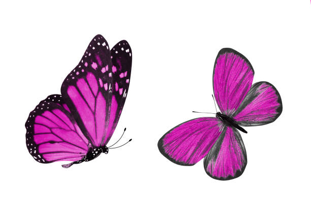 istock beautiful two pink butterflies isolated on white background 1157244181