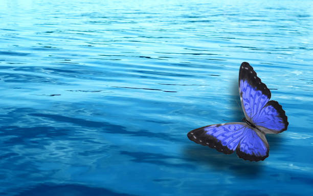 istock colored tropical butterfly on a background of blue water 1157244182