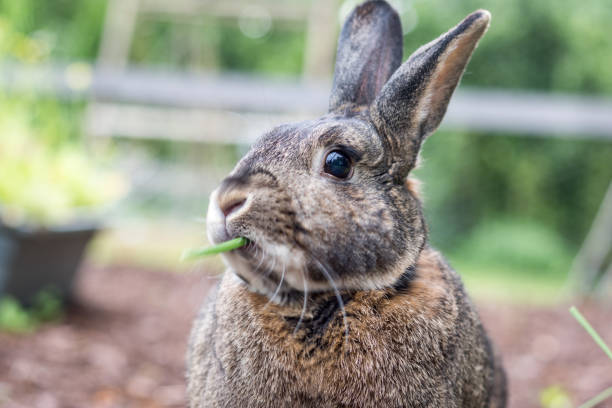 piccolo coniglio grigio coniglio in giardino aiuta a cancellare le erbe in mente vicino alla recinzione - rabbit hairy gray animal foto e immagini stock