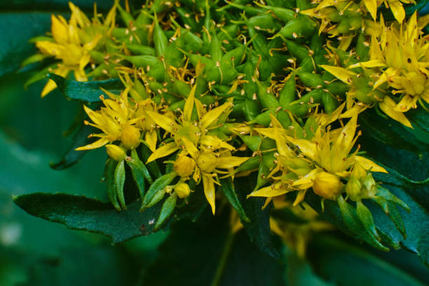 istock Small yellow-green flowers, macro high quality 1157249851