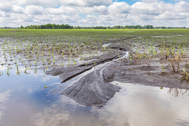 Heavy rains and storms in the Midwest have caused field flooding and corn crop damage sunny day with large clouds eroded photos stock pictures, royalty-free photos & images