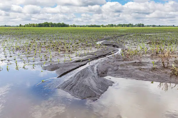 Photo of Heavy rains and storms in the Midwest have caused field flooding and corn crop damage