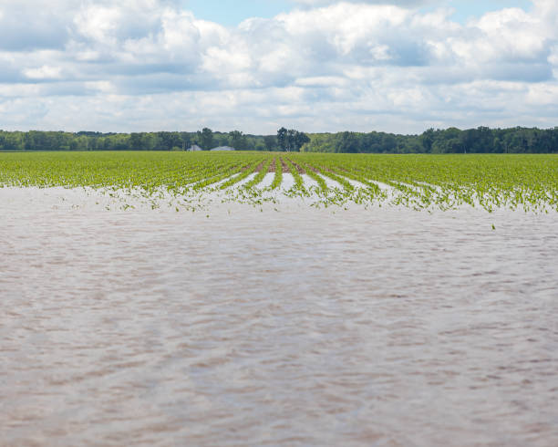 fortes chuvas e tempestades no meio-oeste causaram inundações no campo e danos na cultura do milho - storm corn rain field - fotografias e filmes do acervo