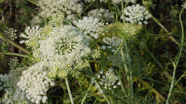 istock carrot flower in garden field 1157252430