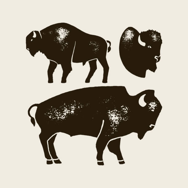 ilustrações, clipart, desenhos animados e ícones de ícone da silhueta do bisonte. símbolo do bisonte da tração da mão do vetor de américa no estilo retro com textura de grunge - búfalo africano
