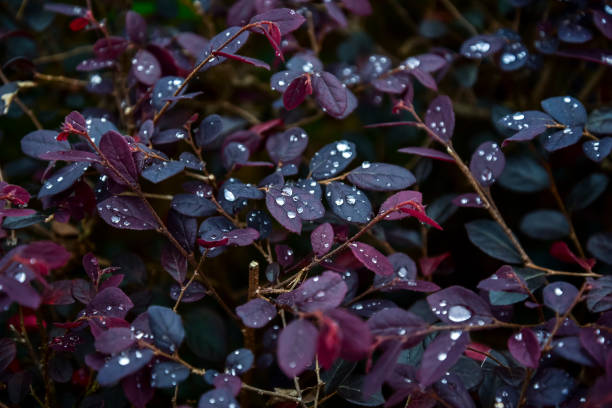 istock Raindrops on the purple leaves 1157255093