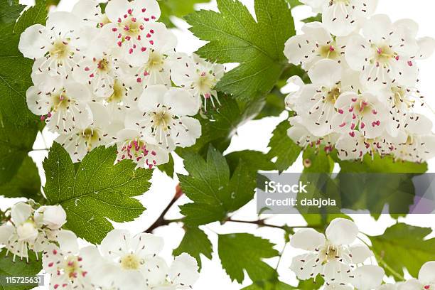 Foto de O Hawthorn e mais fotos de stock de Branco - Branco, Desenvolvimento, Espinheiro-branco