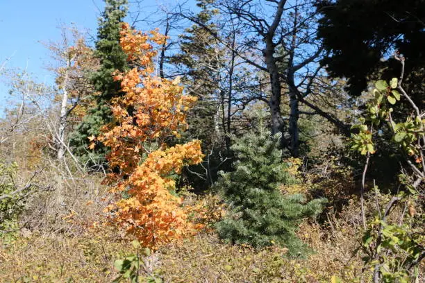 A lone maple tree in peak golden autumn color in the Wasatch Mountains of Utah in mid-September.