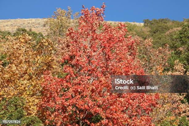 Red Maple Tree In Fall Stock Photo - Download Image Now - Autumn ...