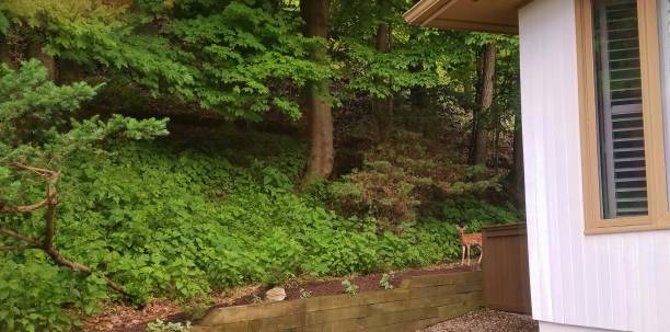 istock Tiny Deer Fawn Peering Around a Corner in a Wooded Setting 1157258985