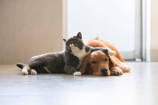 Golden Retriever and British Shorthair are friendly Golden Retriever and British Shorthair are friendly ass horse family photos stock pictures, royalty-free photos & images