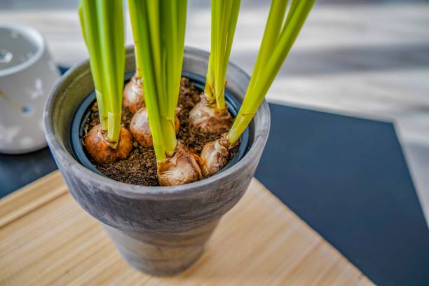 istock View on a plant at home 1157261524
