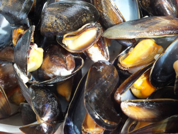 istock Close up of Cooked Mussels 1157264121