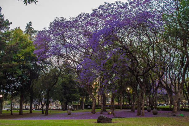Jacarandas and bougainvilleas in the university city of the autonomous university of mexico stock photo