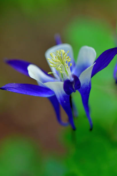 istock Aquilegia / Columbine Flower 1157264265