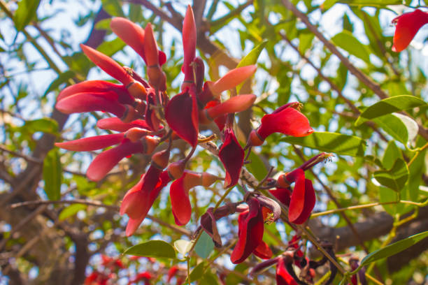 istock Flowers and orchids in mexico 1157265093