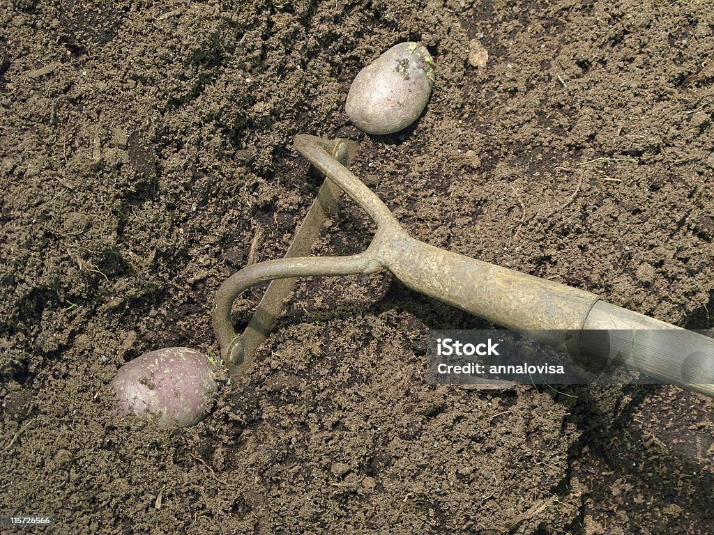 Planter de pommes de terre - Photo de Agriculture libre de droits