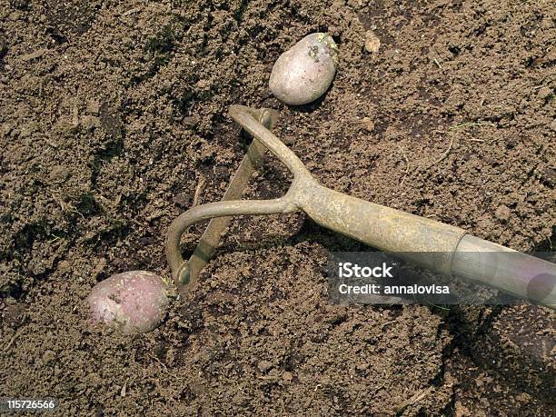 Foto de Plantação De Batata e mais fotos de stock de Agricultura - Agricultura, Batata - Tubérculo, Batata vermelha