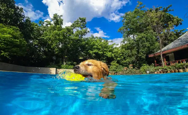 Photo of Golden Retriever Puppy Exercises in Swimming Pool (Underwater View)