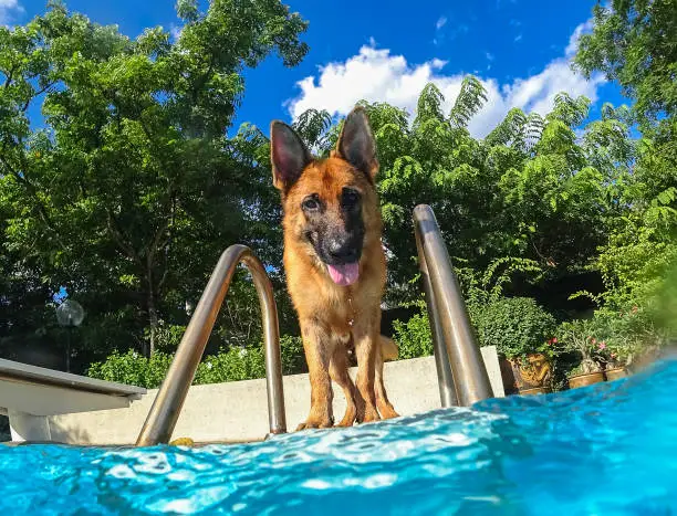 Photo of German Sheperd Dog Playing at Swimming Pool