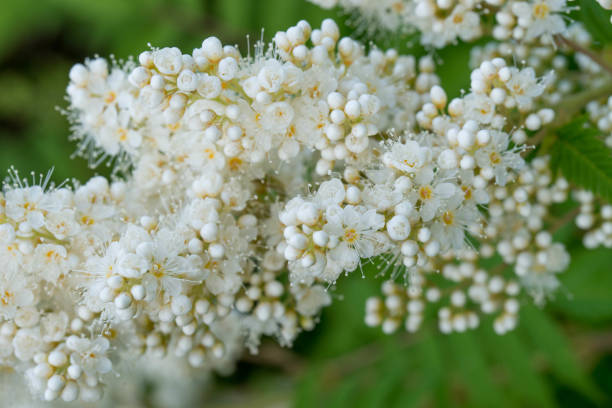 istock Sorbaria sorbifolia, false spiraea white flowers 1157272576