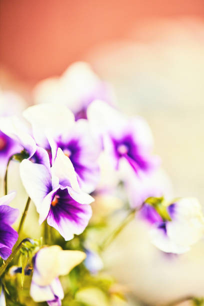 istock Spring pansies growing in warm sunlight 1157272716