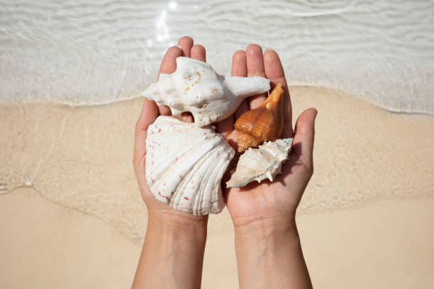 istock Woman's Hand Holding Seashells Over The Sand At Beach 1157273755