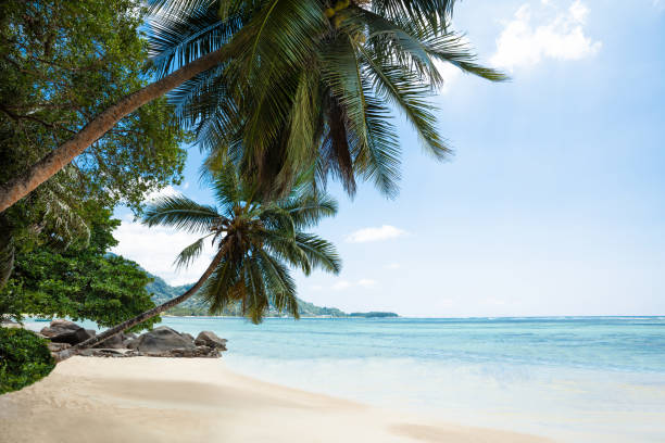 istock Turtle Bay Beach, Mahe Island, Seychelles 1157273758