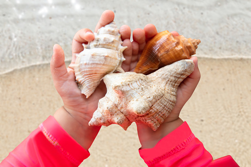 An Overhead View Of Toddler Girl Holding Conch Shells In Hand