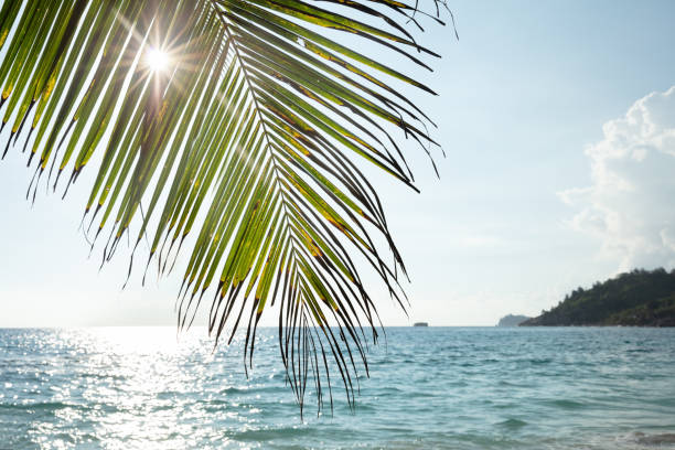 Close-up Of Palm Leaves Of A Tree Over The Sandy Idyllic Beach
