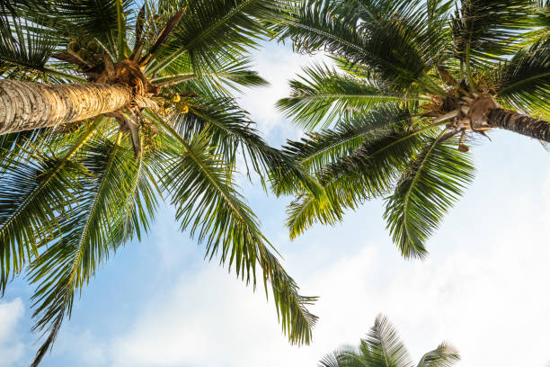 istock Anse Stewardship, Mahe Island, Seychelles 1157273794