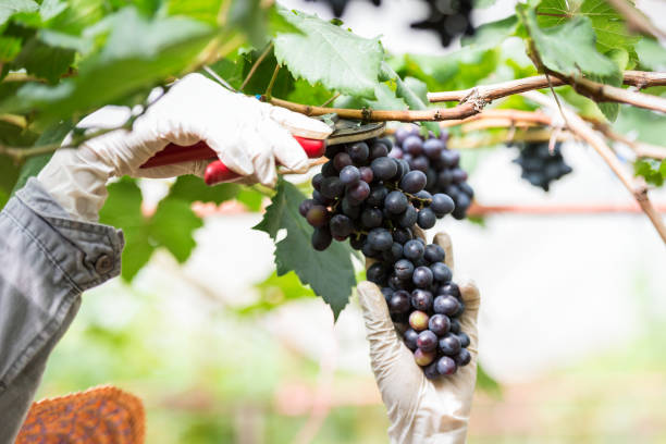 istock Picking grapes or doing the harvesting 1157273859