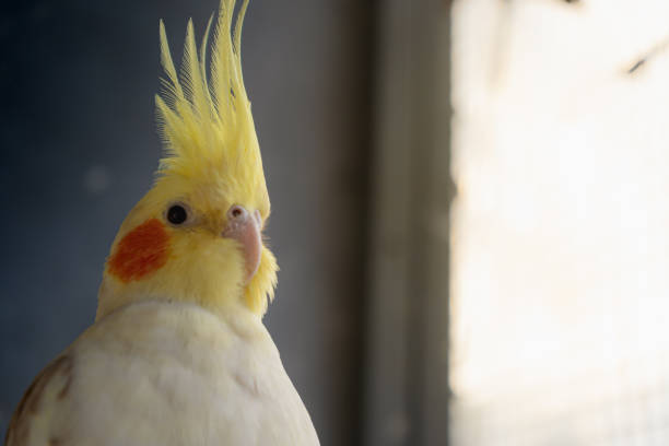 istock Lutino cockatiel head shot 1157274666