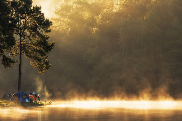 istock Camping and tent under the pine forest in sunset 1157274800