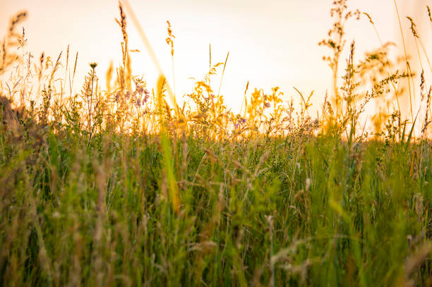 istock Meadow plants in the rays of a sunset 1157274805