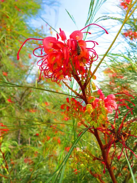 Photo of Grevillea shrub with large flowers in full bloom