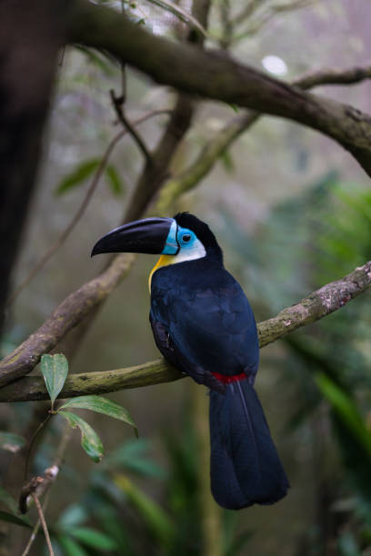 Channel billed toucan on the branch Channel billed toucan on the branch channel billed toucan stock pictures, royalty-free photos & images