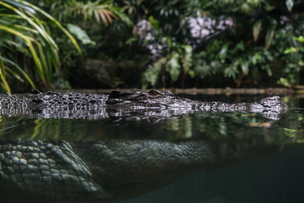 istock the crocodile drive in the water. 1157277285