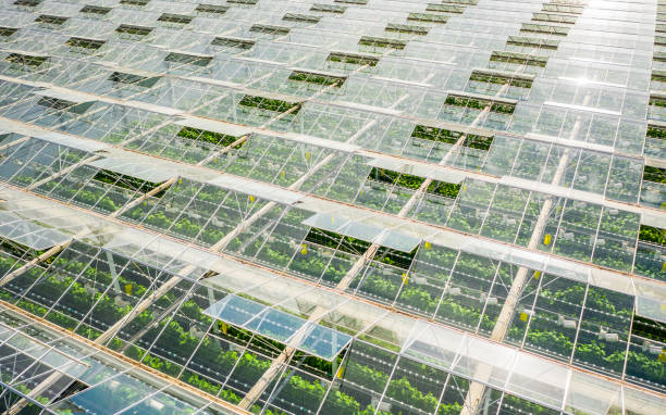 Greenhouses with vegetables stock photo
