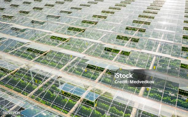 Greenhouses With Vegetables Stock Photo - Download Image Now - Greenhouse, Aerial View, Tomato
